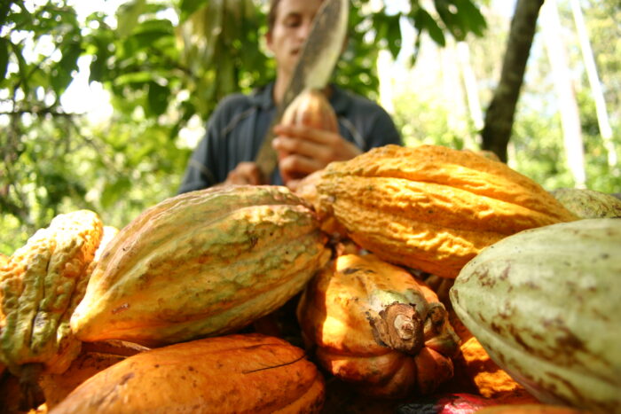 Cacao-San-Vicente-700x467